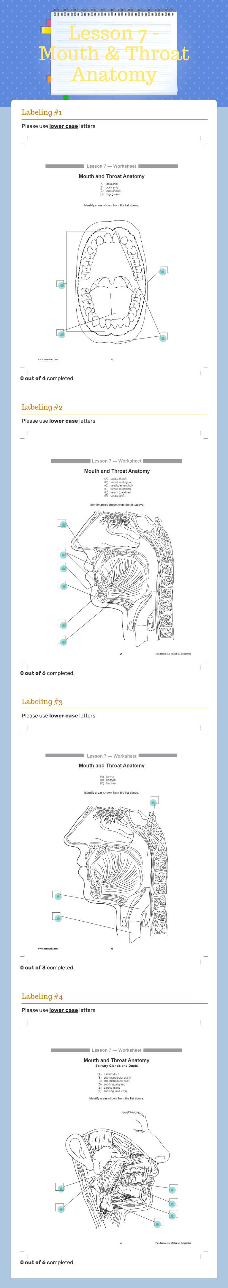 Lesson 7 - Mouth & Throat Anatomy worksheet preview image