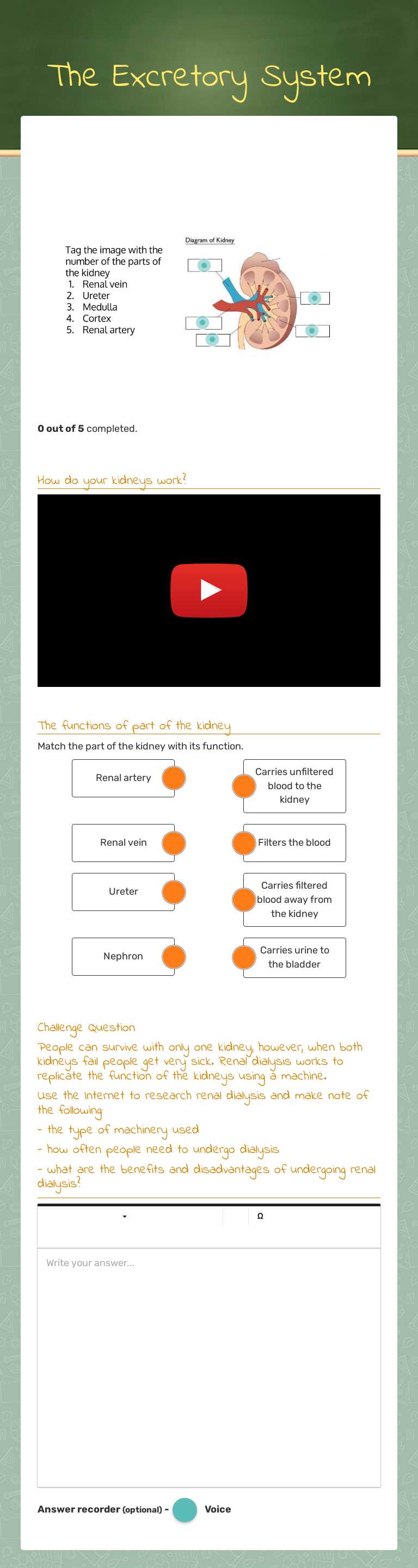 The Excretory System Grade 9 worksheet preview