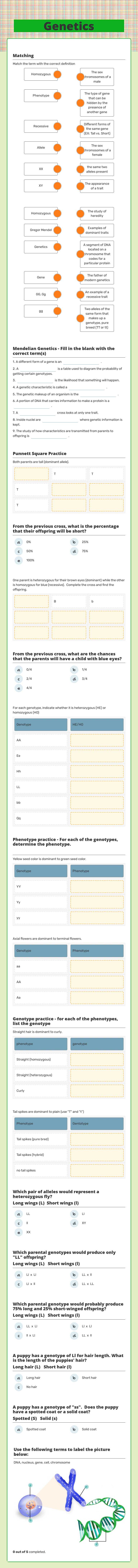 Genetics worksheet preview image