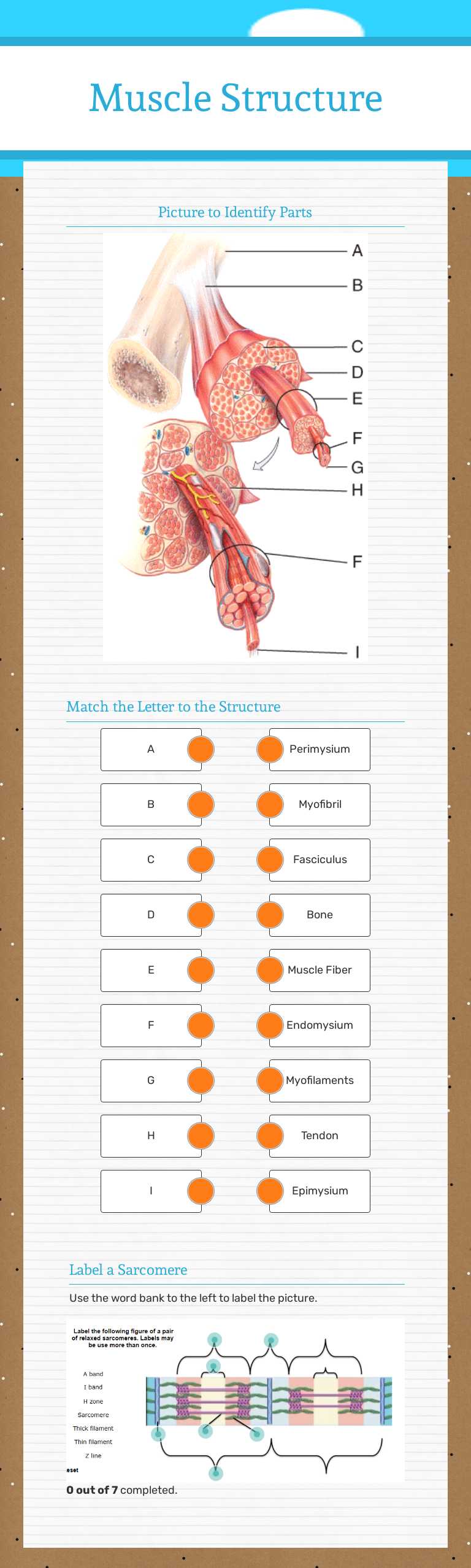 Muscle Structure worksheet preview image