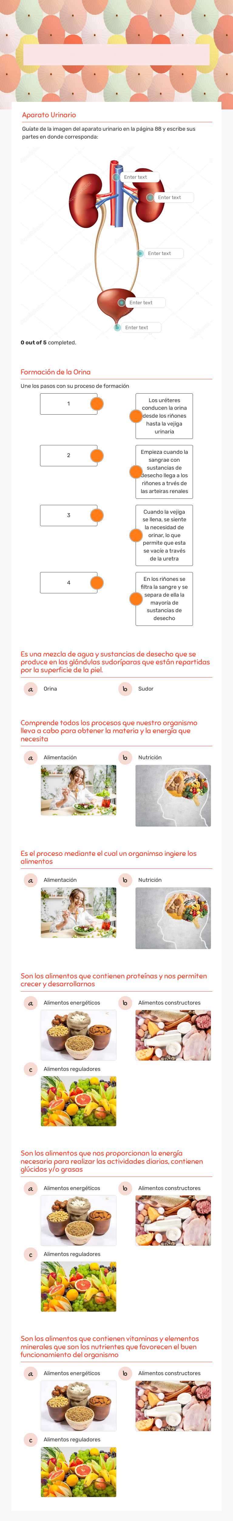 El sistema Excretor y La Nutrición worksheet preview image