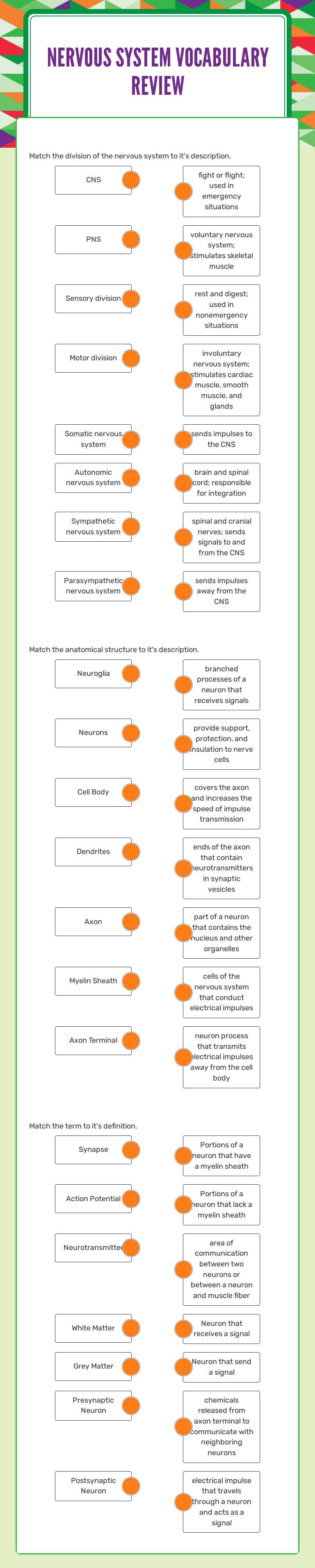 Nervous System Vocabulary Review worksheet preview image