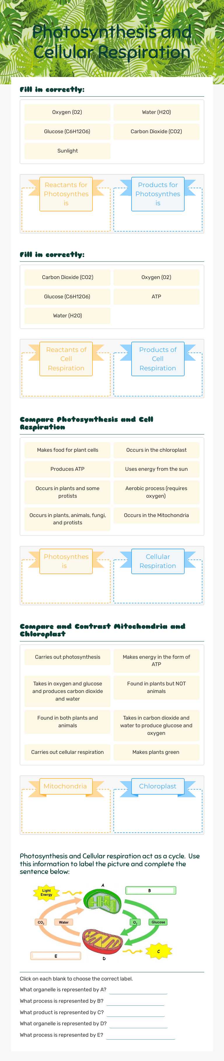 Photosynthesis and Cellular Respiration worksheet preview image