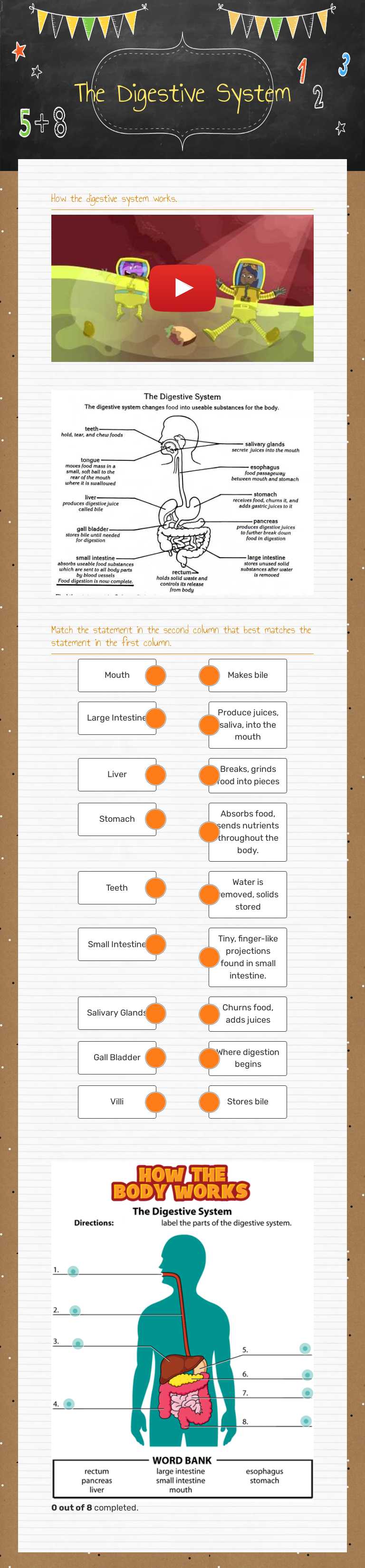 The Digestive System Grade 4 worksheet preview