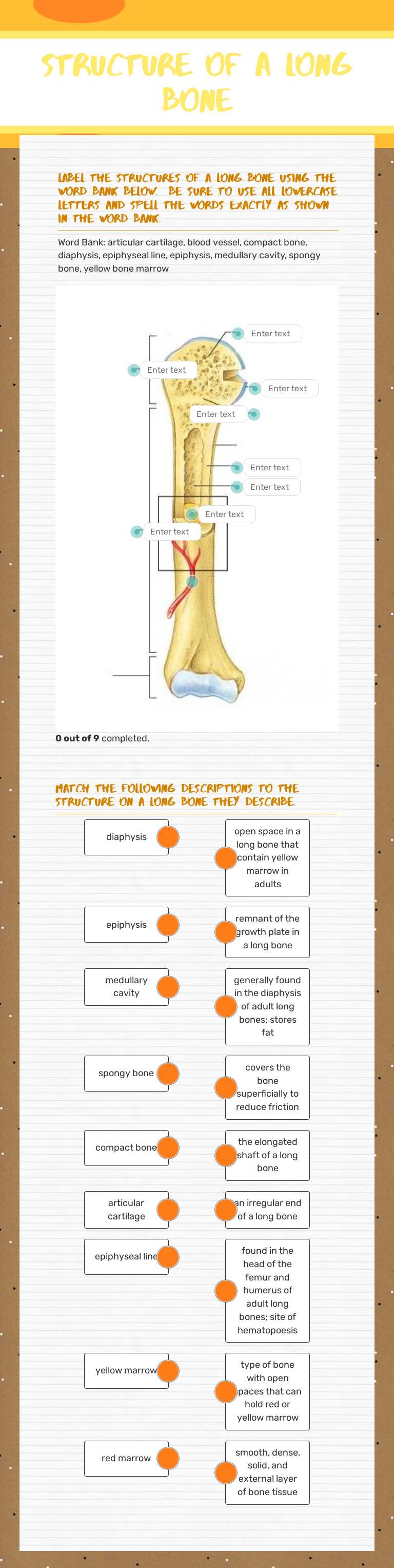 Structure of a long bone worksheet preview image