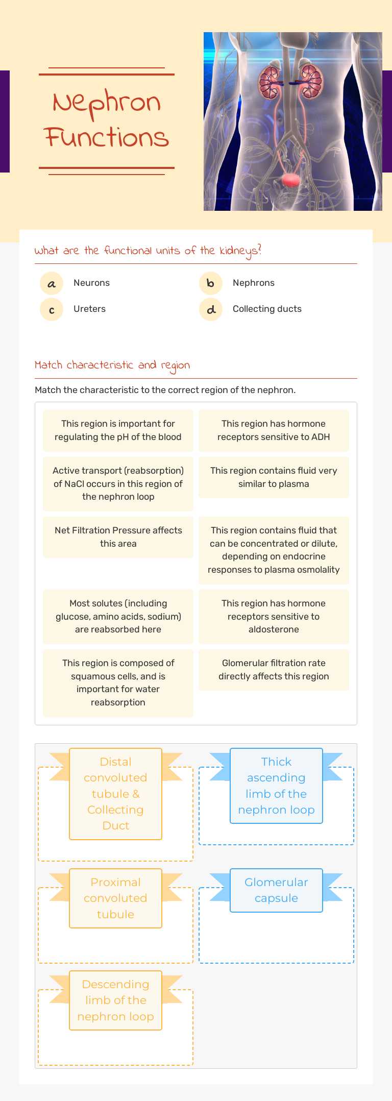 Nephron Functions worksheet preview image