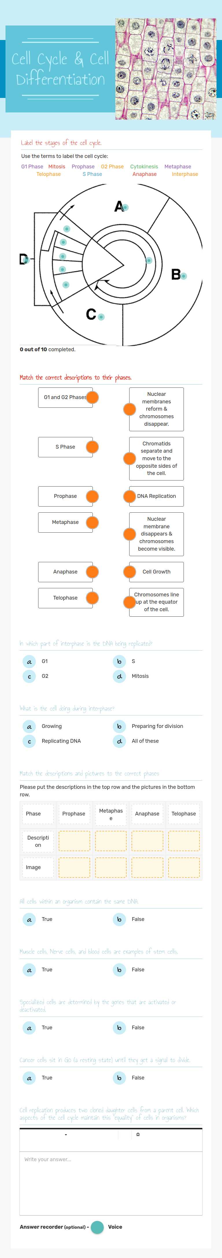 Cell Cycle &         Cell Differentiation worksheet preview image