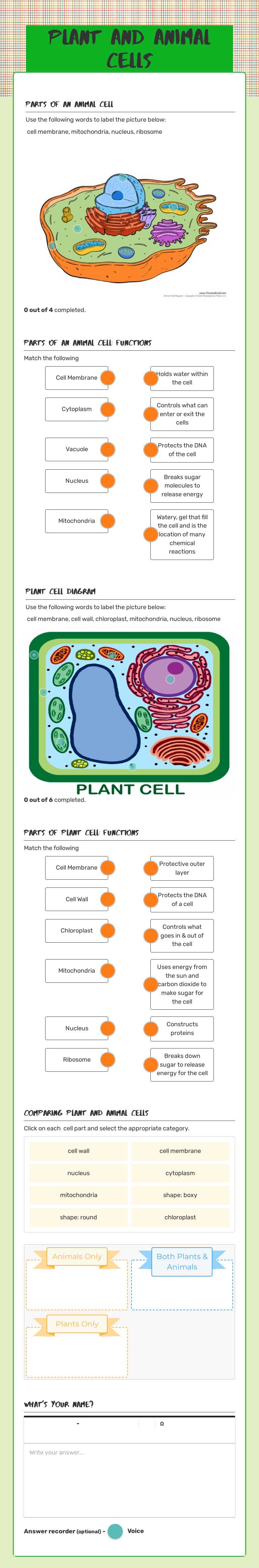 Plant and Animal Cells worksheet preview image