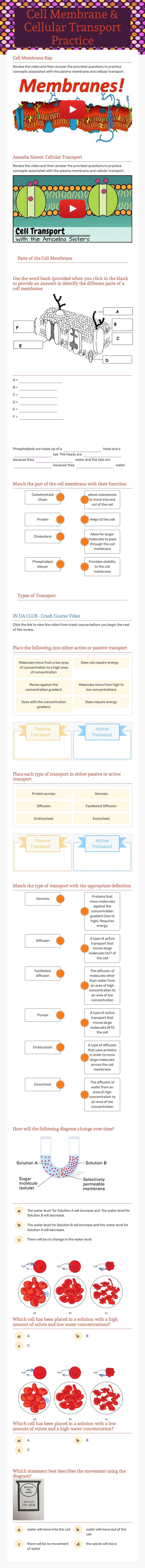Cell Membrane & Cellular Transport Practice worksheet preview image