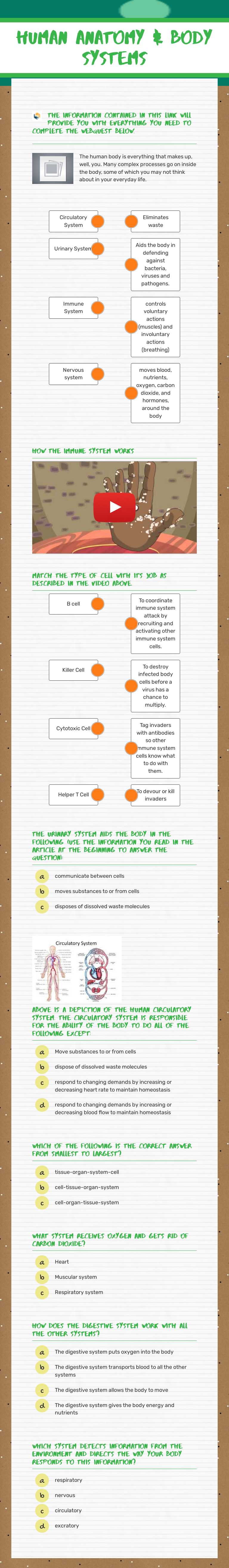 Human Anatomy & Body Systems worksheet preview image