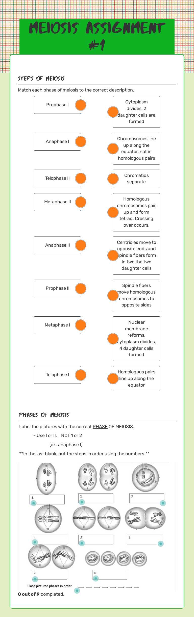 Meiosis Assignment #1 Grade 8 worksheet preview