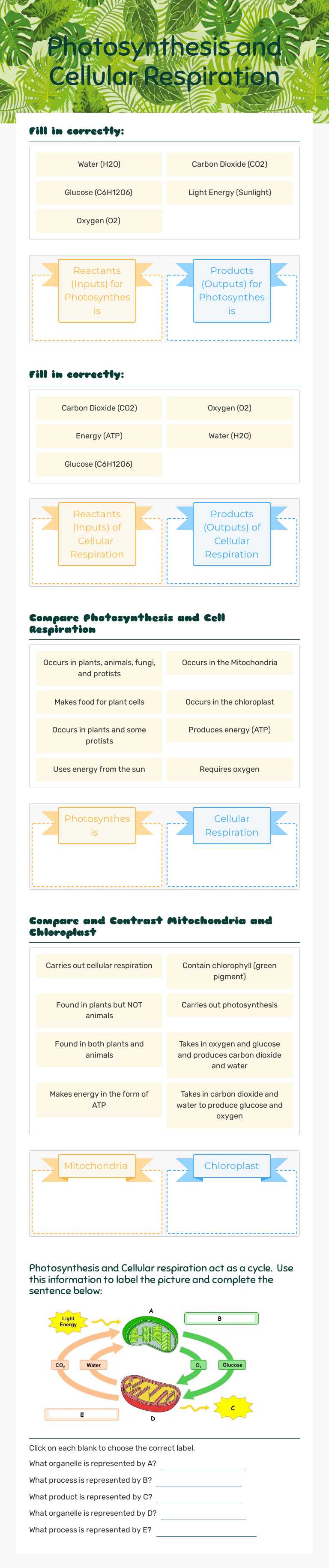 Photosynthesis and Cellular Respiration worksheet preview image