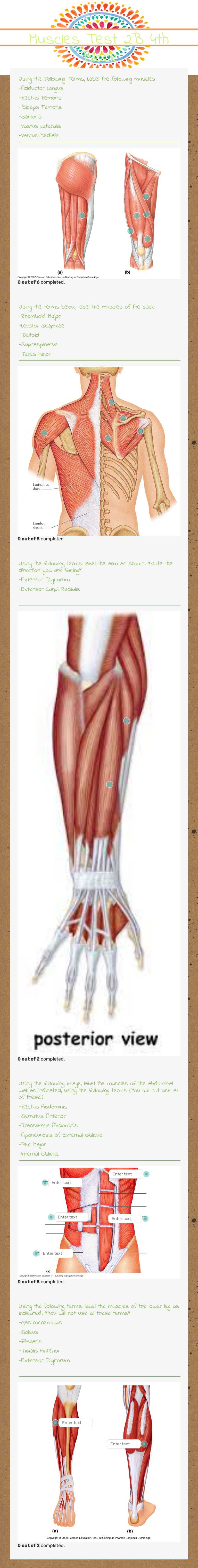 Muscles Test 2B 4th Block worksheet preview image