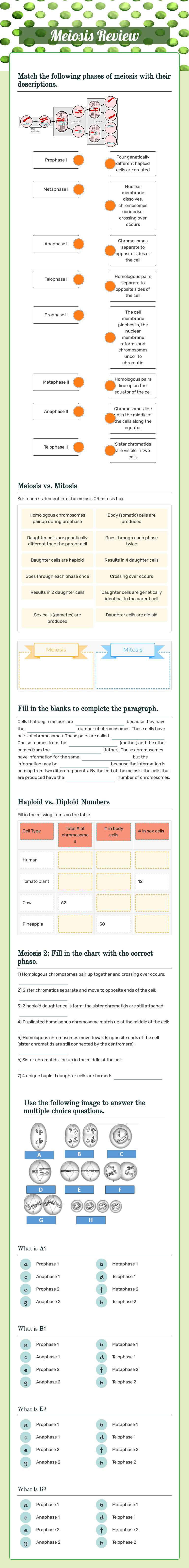Meiosis Review worksheet preview image