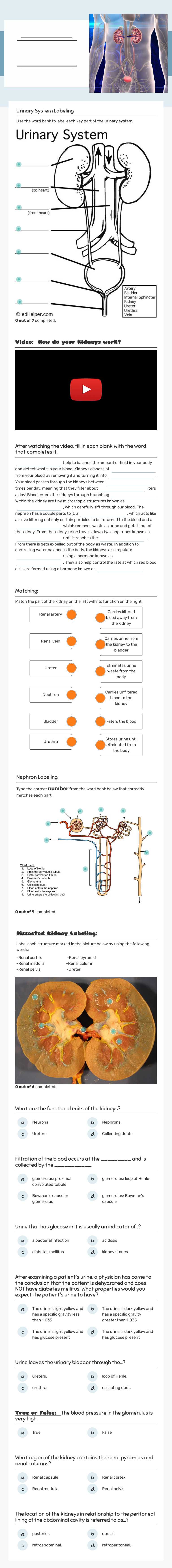 Urinary 
System worksheet preview image