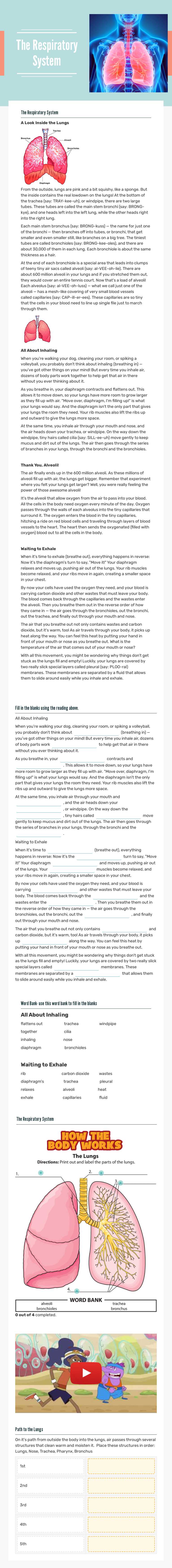 The Respiratory 
System worksheet preview image