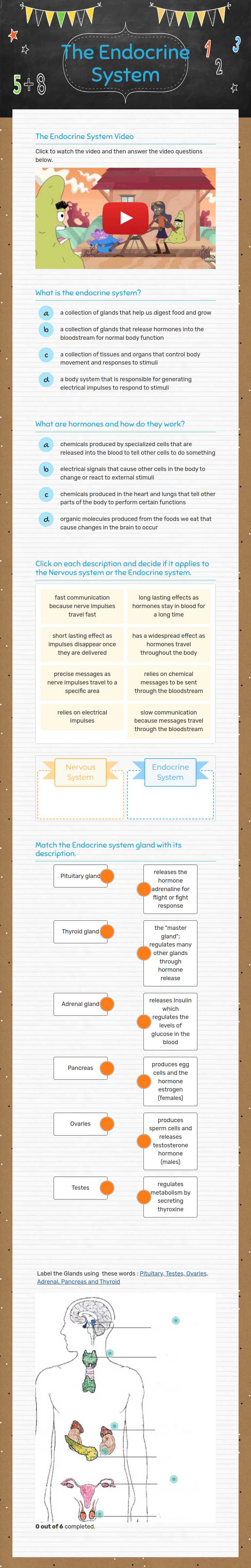 The Endocrine System Grade 11 worksheet preview