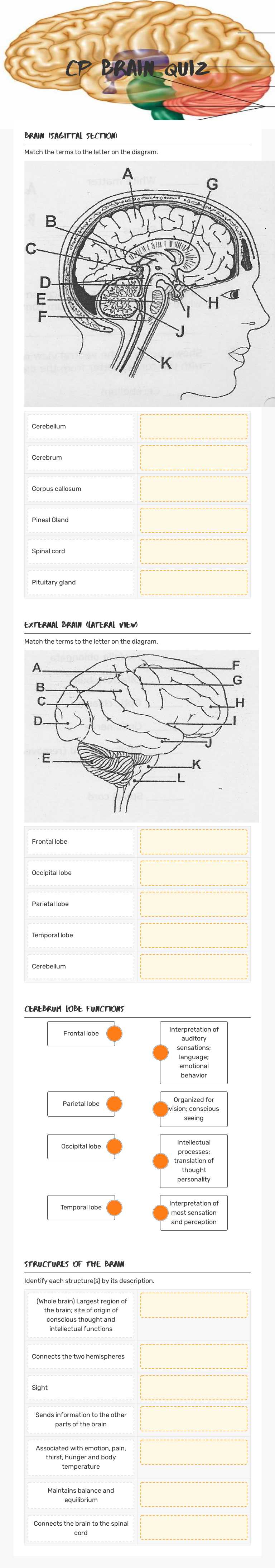 CP Brain Quiz worksheet preview image