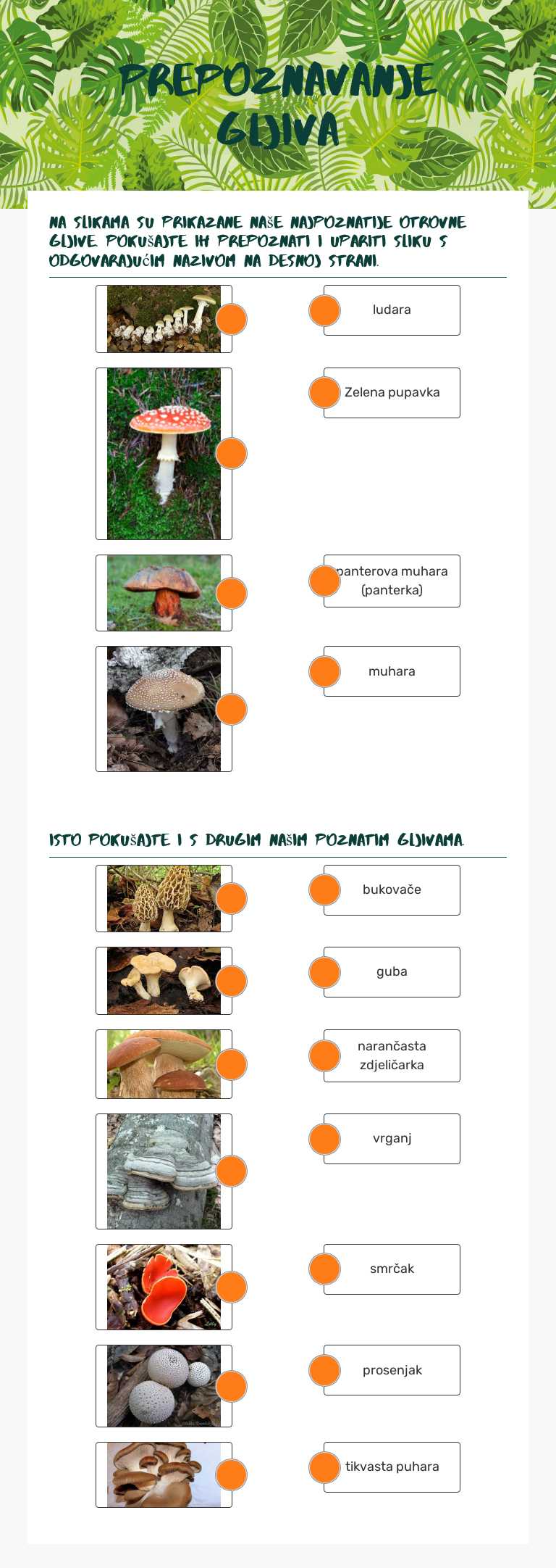 Prepoznavanje gljiva worksheet preview image