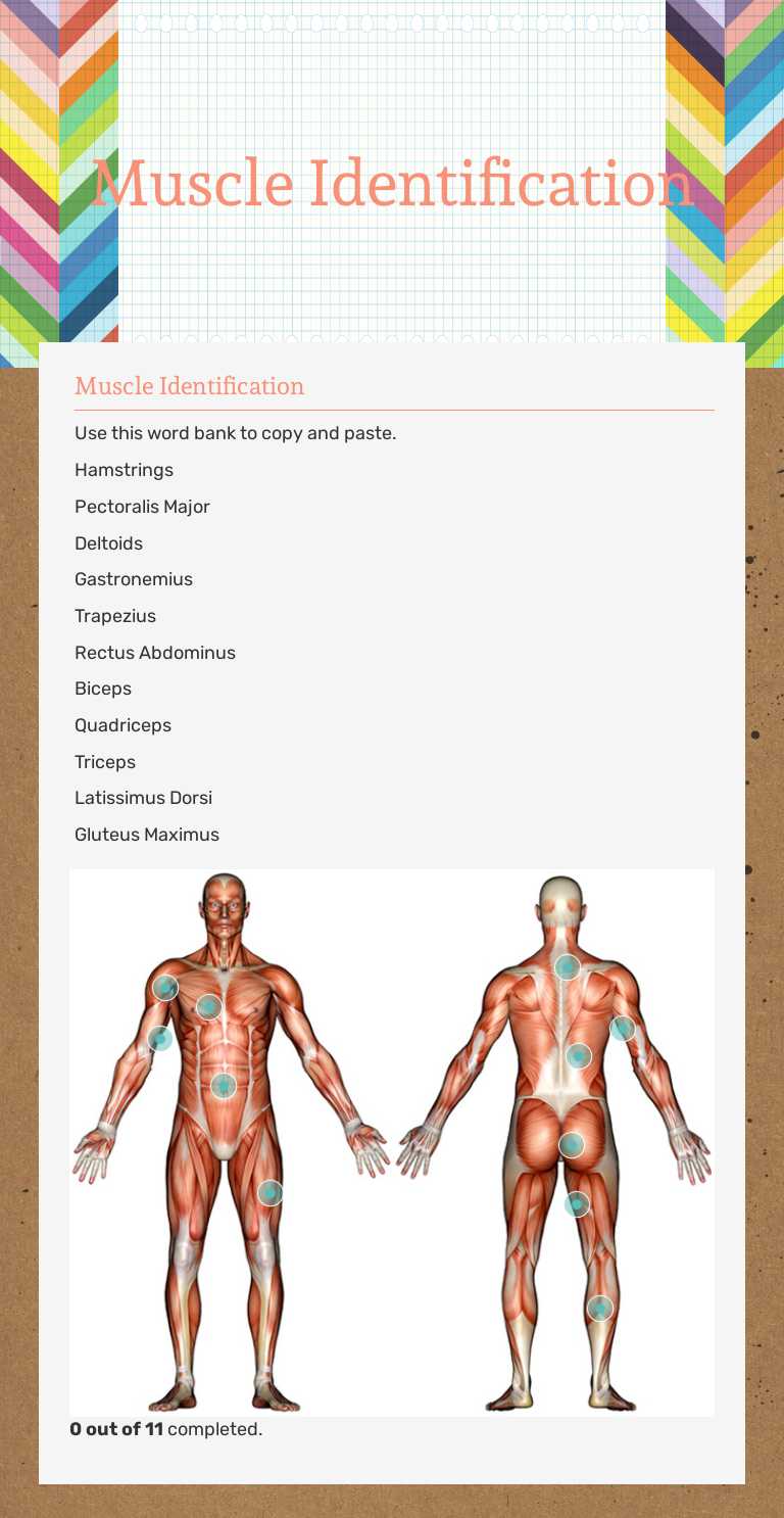 Muscle Identification worksheet preview image