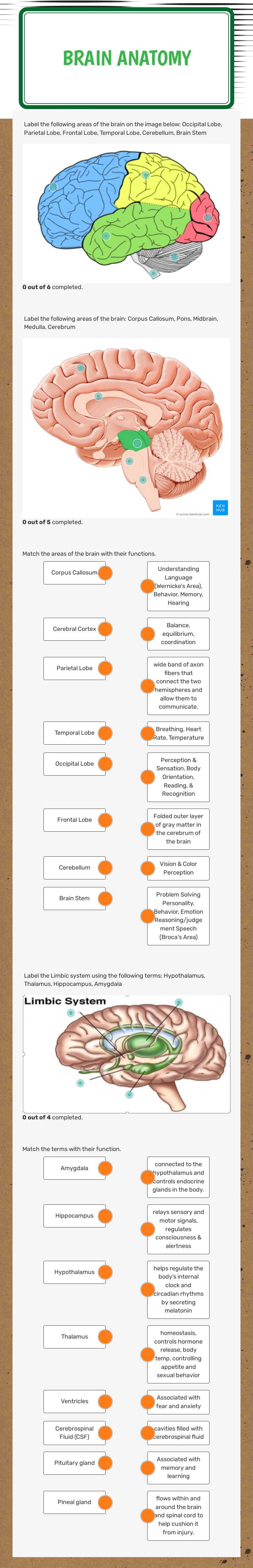 Brain Anatomy worksheet preview image