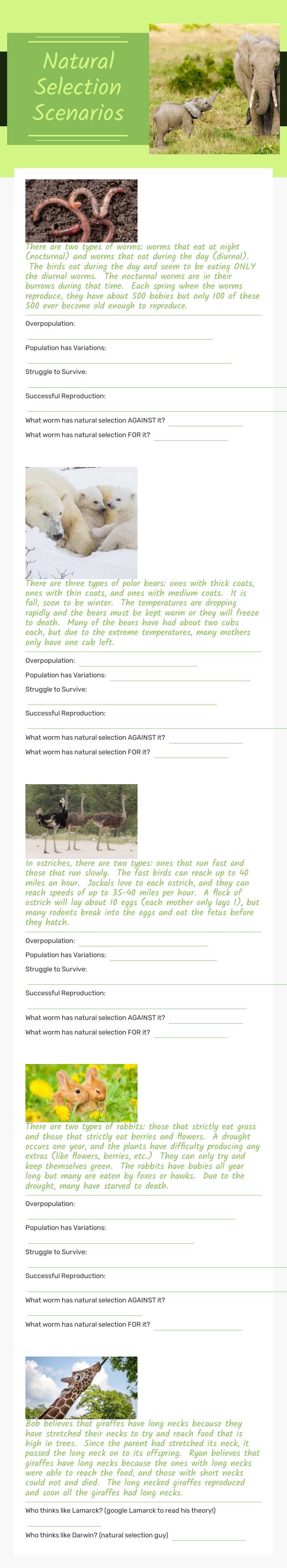 Natural Selection Scenarios worksheet preview image