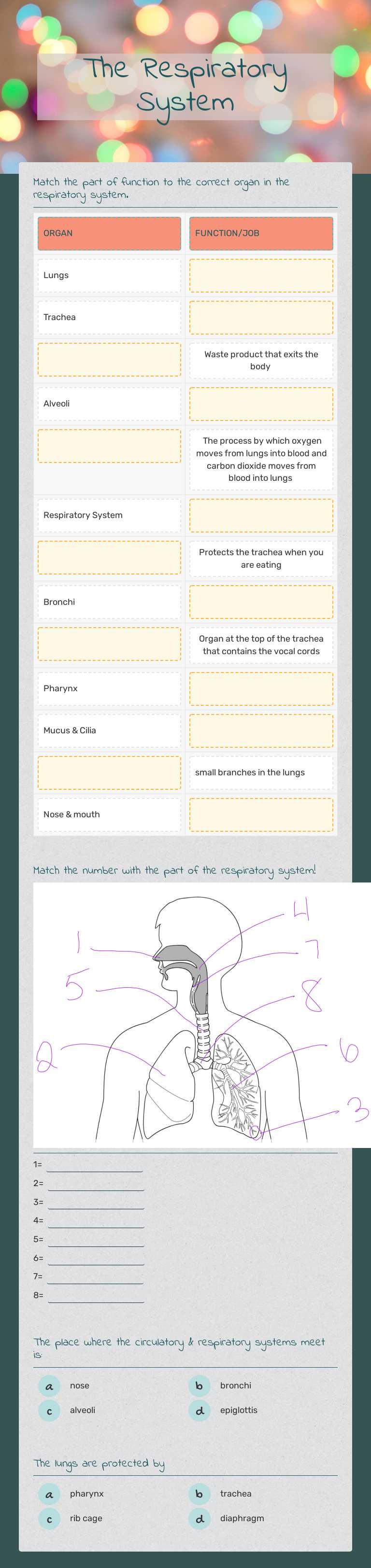The Respiratory System worksheet preview image