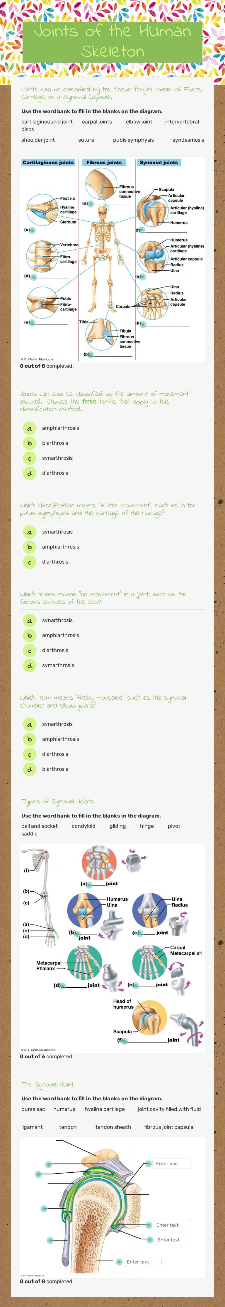 Joints of the HUman Skeleton worksheet preview image