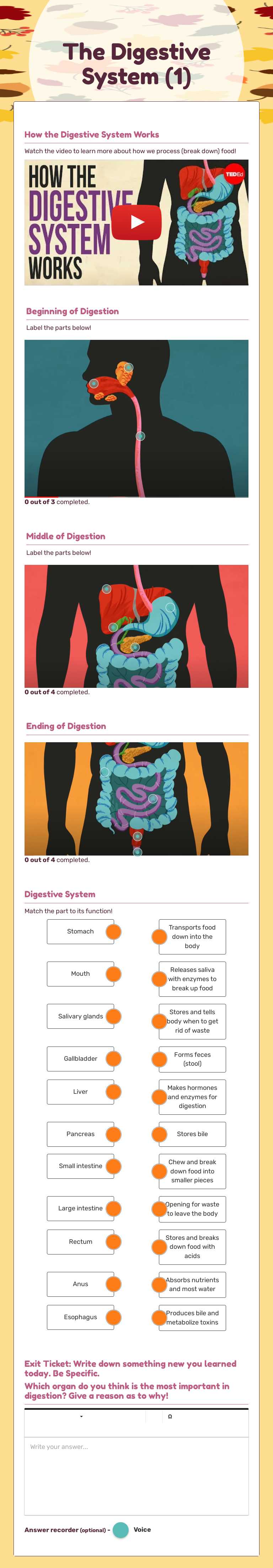 The Digestive System (1) worksheet preview image