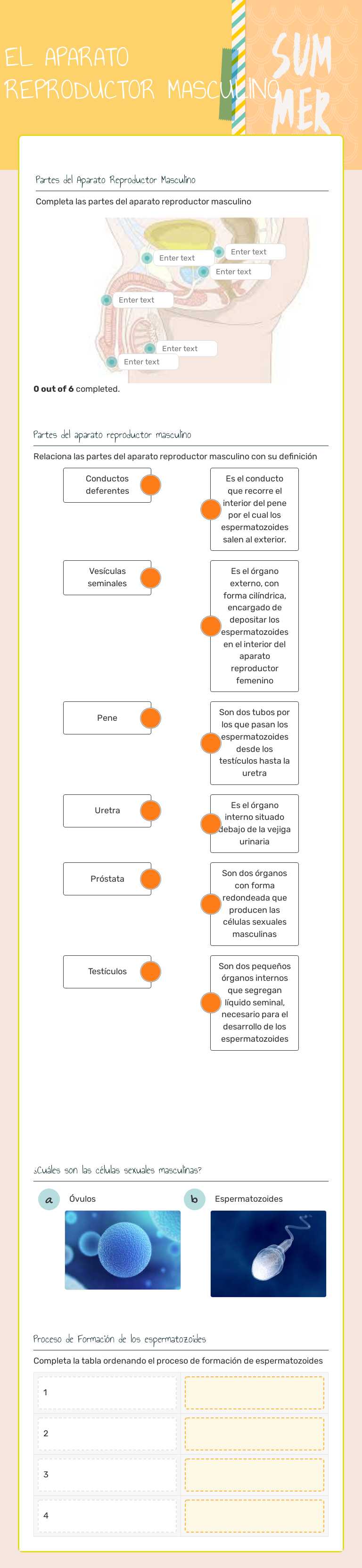 EL APARATO REPRODUCTOR MASCULINO worksheet preview image