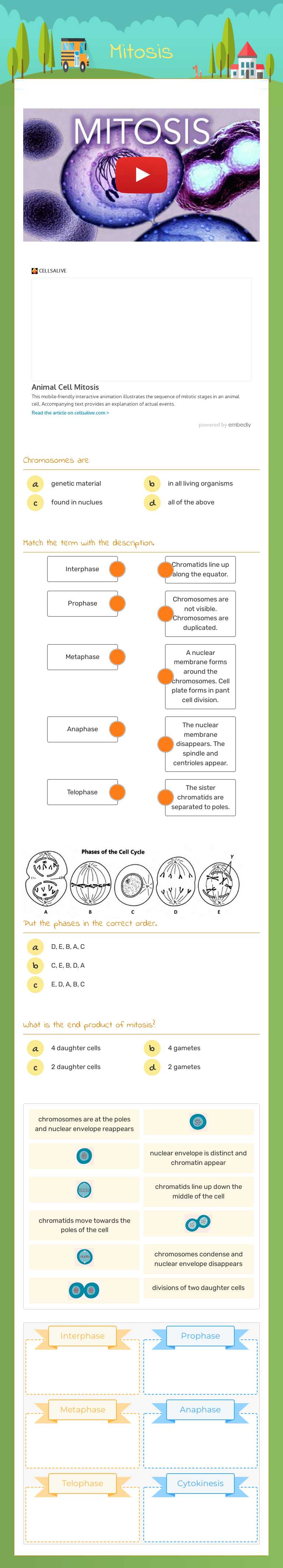 Mitosis worksheet preview image