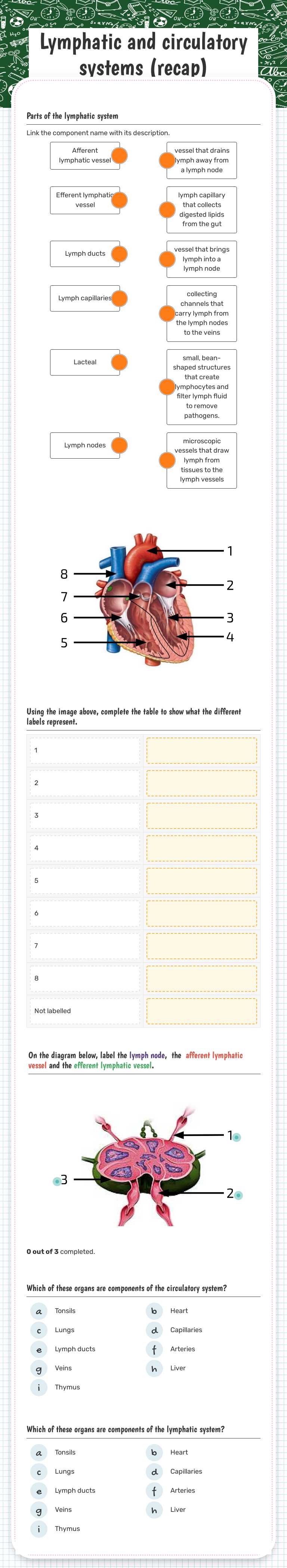 Lymphatic and circulatory systems (recap) Grade 10 worksheet preview