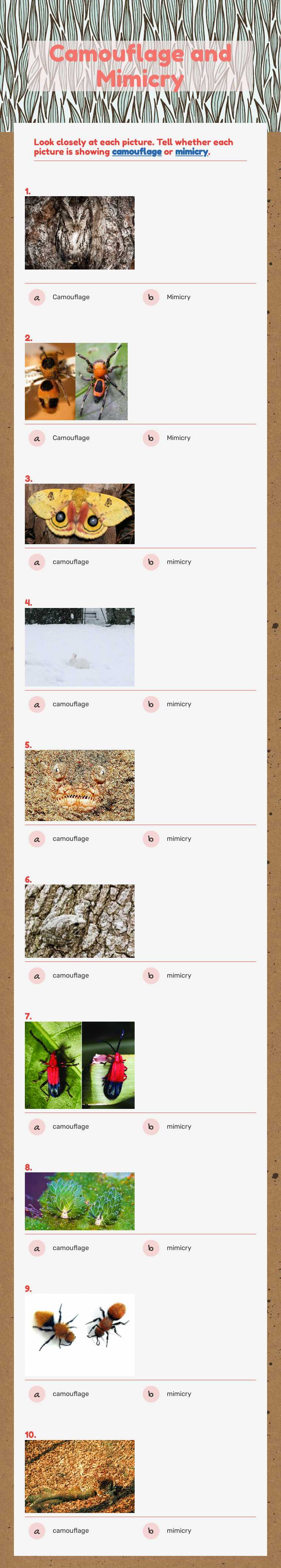 Camouflage and Mimicry worksheet preview image