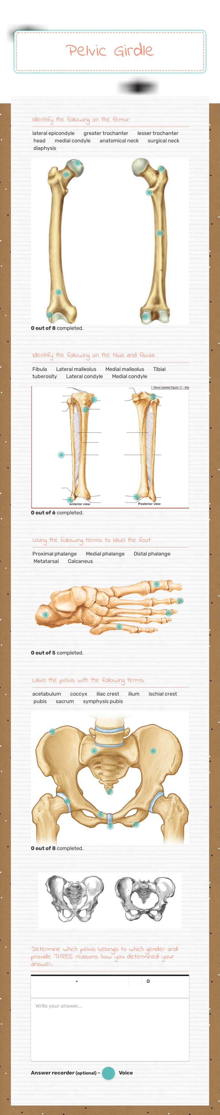 Pelvic Girdle worksheet preview image