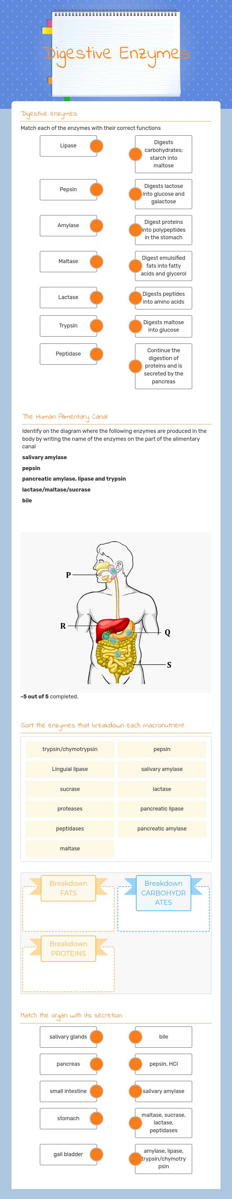Digestive Enzymes worksheet preview image