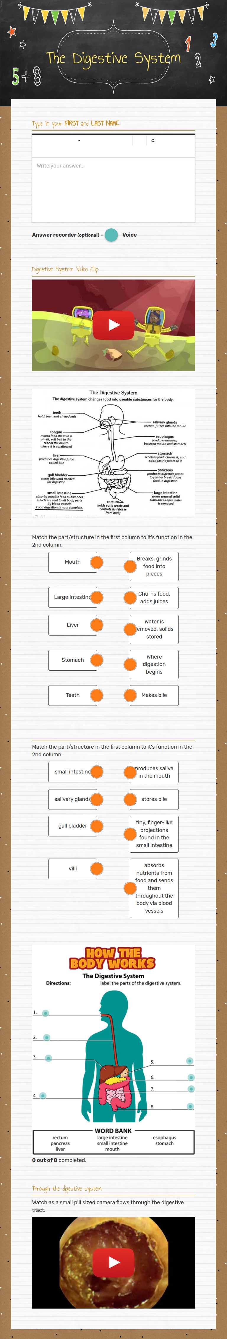 The Digestive System Grade 7 worksheet preview