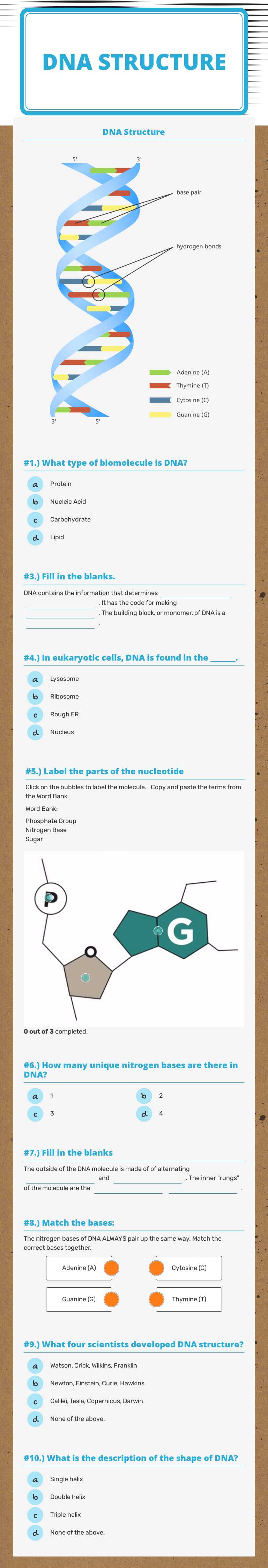 DNA Structure worksheet preview image