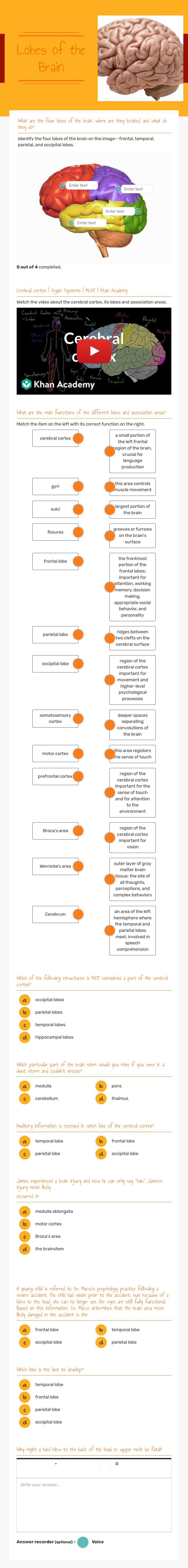 Lobes of the 
Brain worksheet preview image