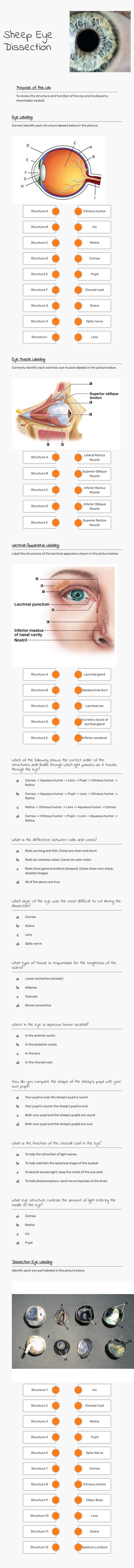 Sheep Eye 
Dissection worksheet preview image