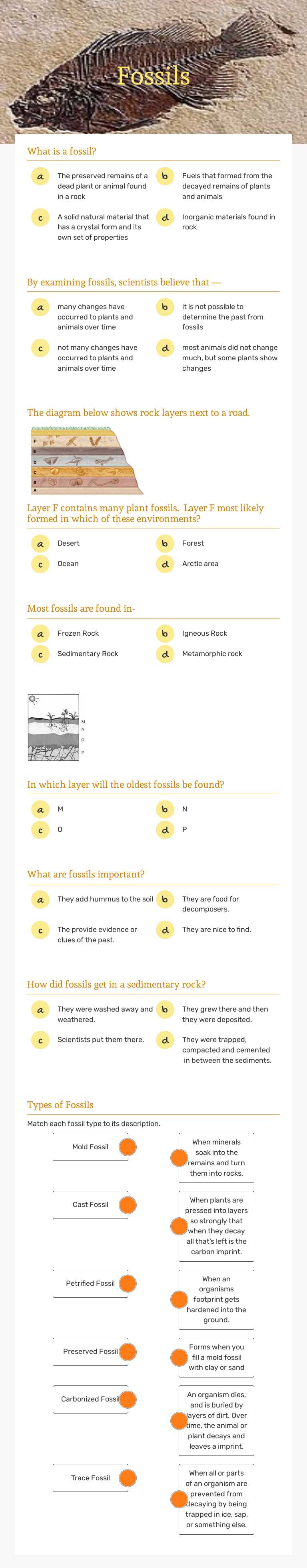 Fossils worksheet preview image