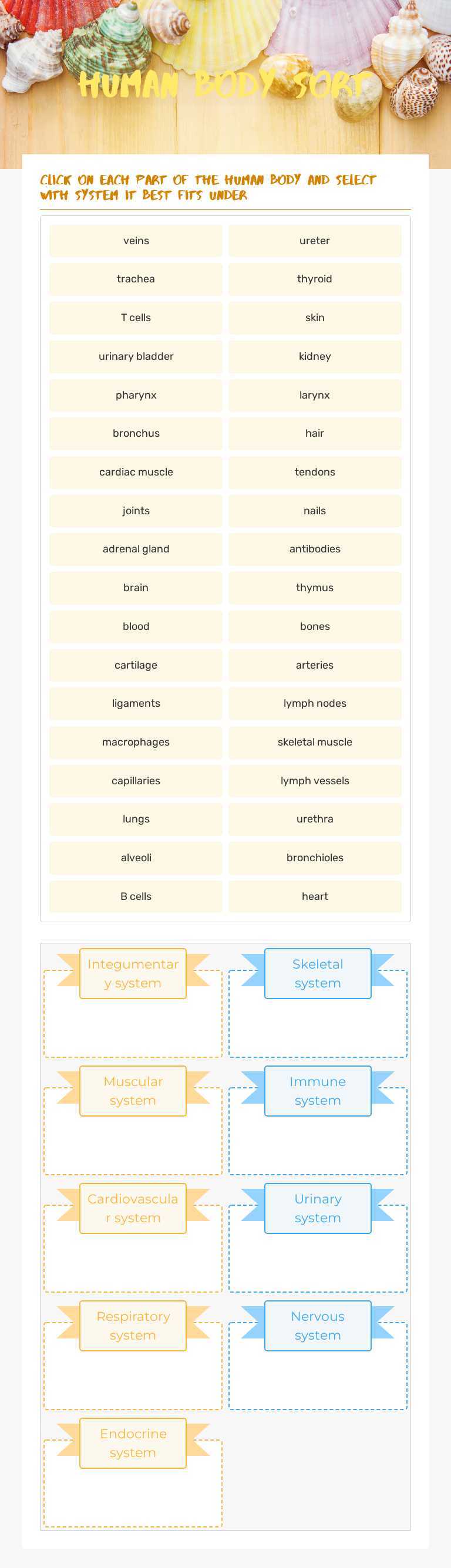 Human body sort worksheet preview image