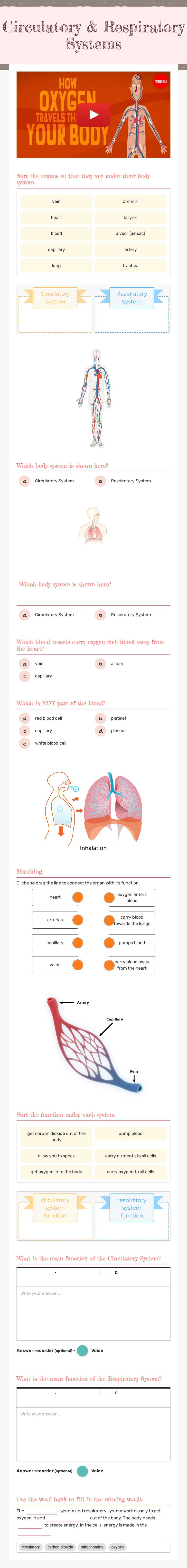 Circulatory & Respiratory Systems worksheet preview image