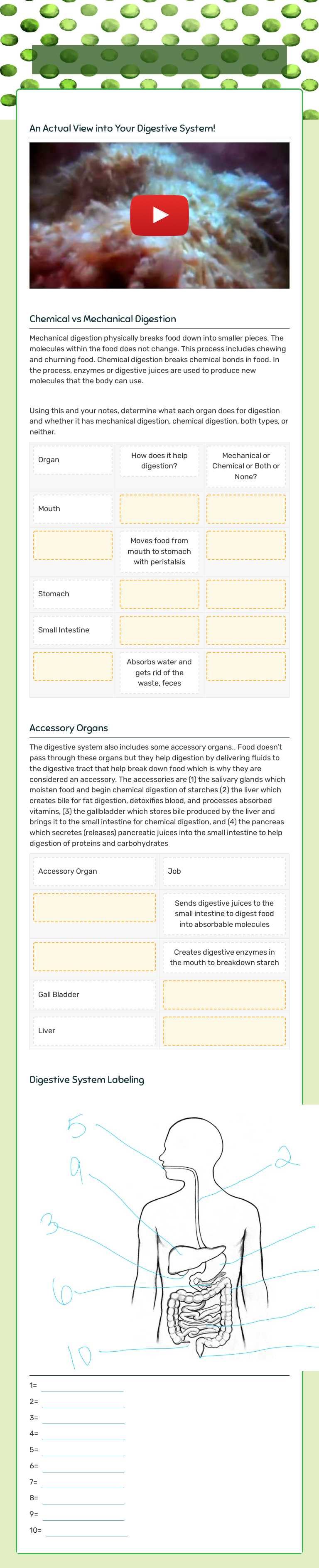 Digestive System worksheet preview image