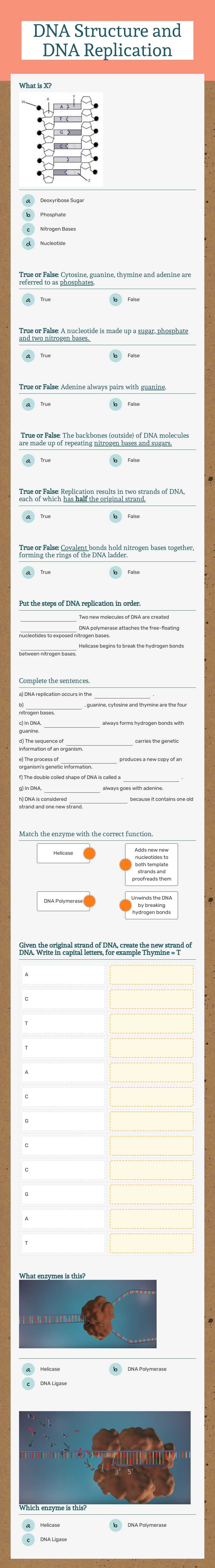 DNA Structure and DNA Replication worksheet preview image