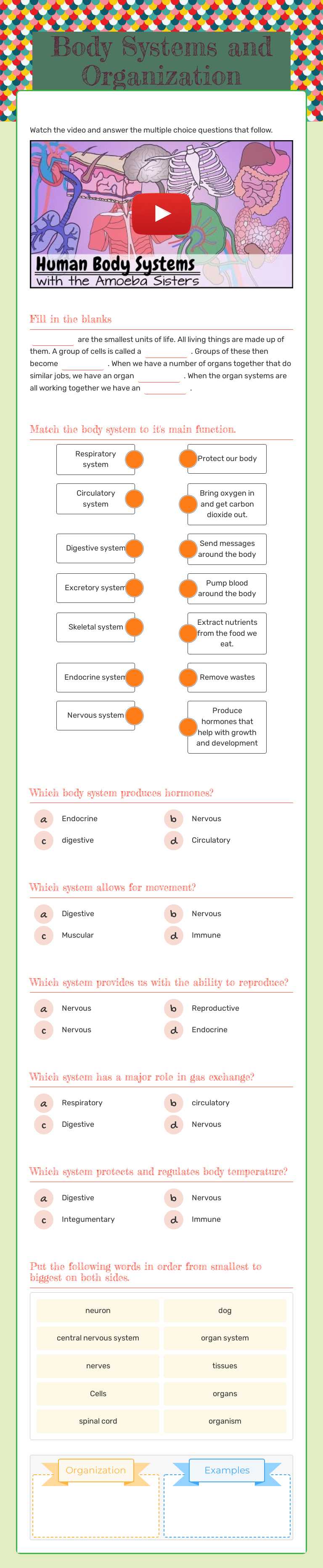Body Systems and Organization worksheet preview image