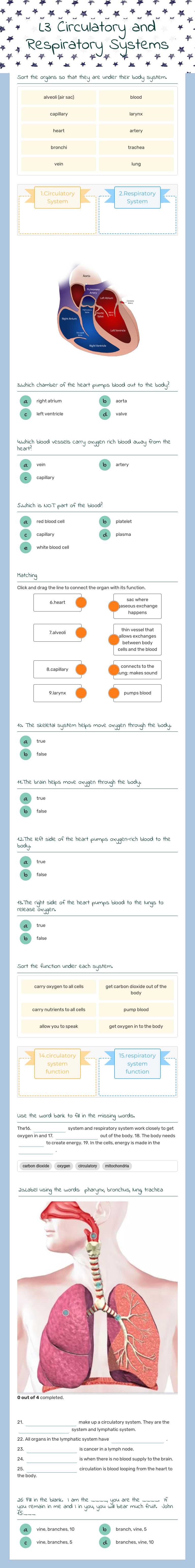 L3 Circulatory and Respiratory Systems worksheet preview image