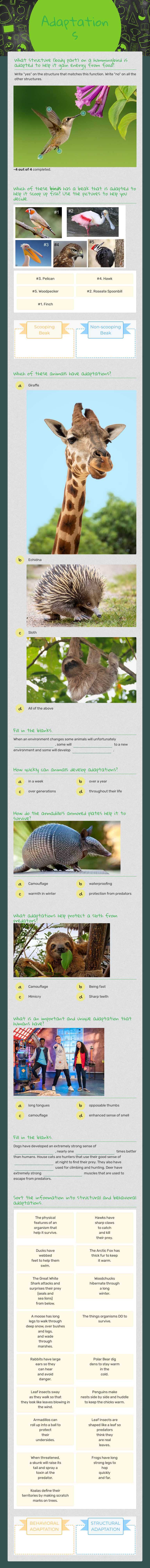 Adaptations worksheet preview image