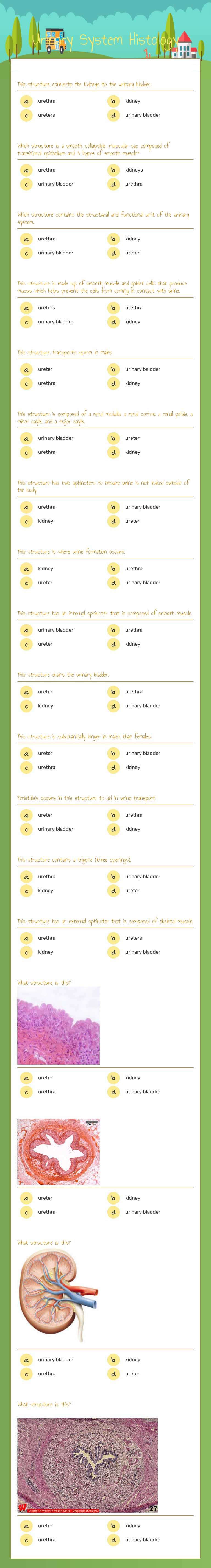 Urinary System Histology worksheet preview image