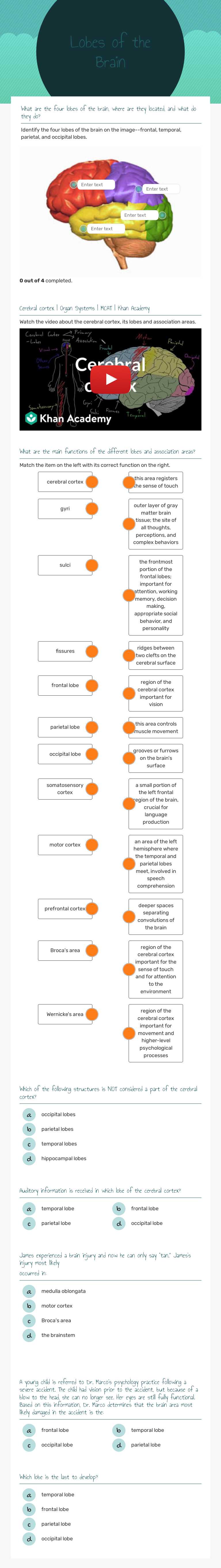 Lobes of the 
Brain worksheet preview image
