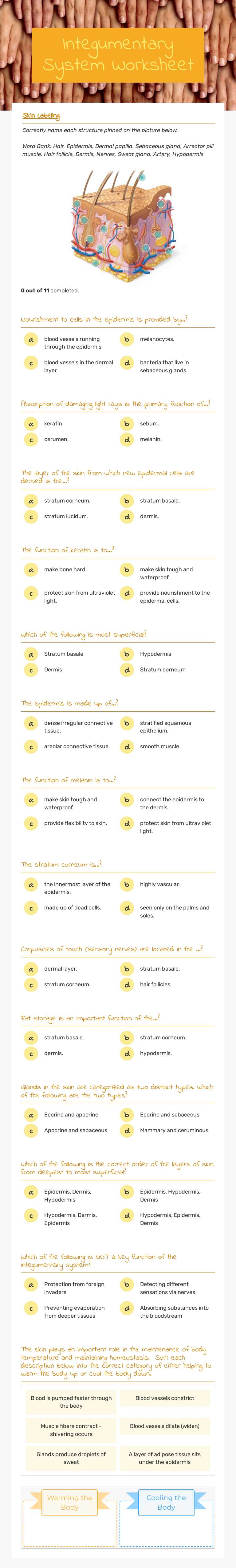 Integumentary System Worksheet worksheet preview image